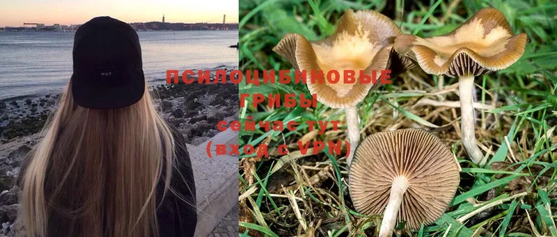 как найти закладки  Данков  Псилоцибиновые грибы Psilocybe 